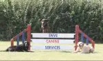 Enve Canine Services – Dog training